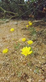 Close-up of yellow flowers