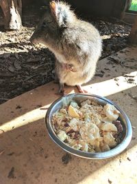 Close-up of crab eating food