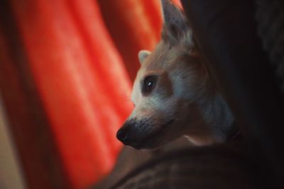 Close-up of a dog looking away