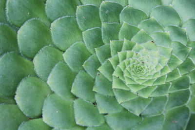 Full frame shot of succulent plant