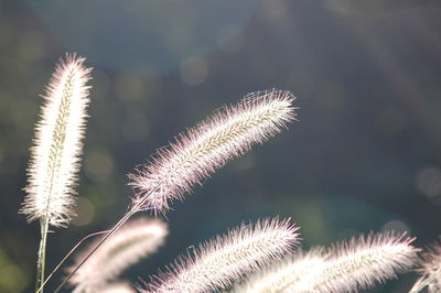 Close-up of plants