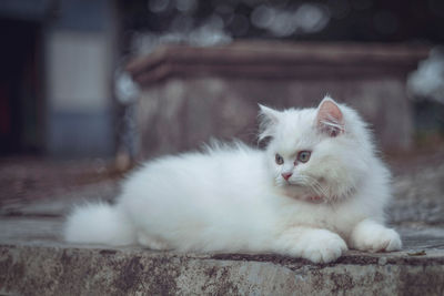 Close-up of a cat