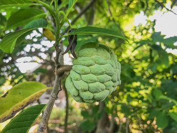 Close-up of fruit growing on tree