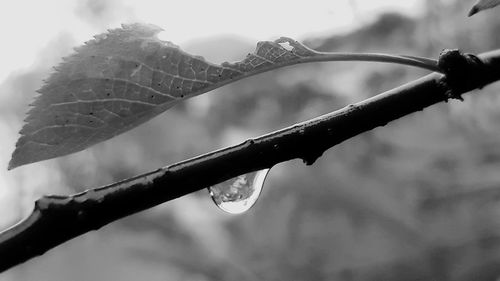 Low angle view of wet plant on branch against sky