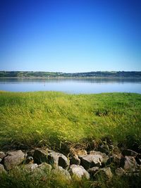 Scenic view of field by lake against clear sky