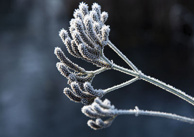 Close-up of frozen plant