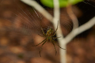 Close-up of spider on web
