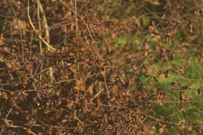 Close-up of plants