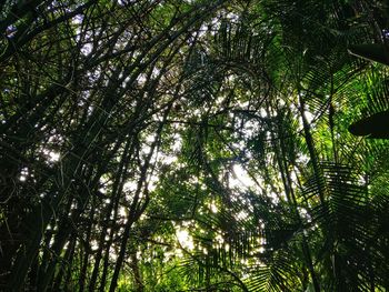 Low angle view of bamboo trees in forest