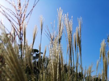 Low angle view of stalks in field against blue sky