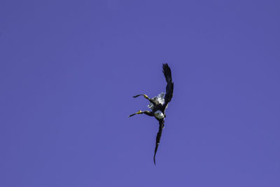 Eagle flying in a blue sky