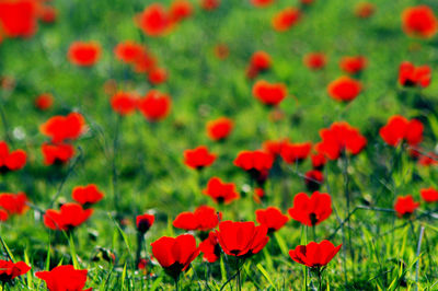 Close-up of red poppy flowers in field