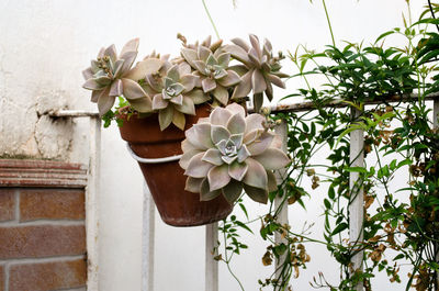 Close-up of white flowering plant against wall