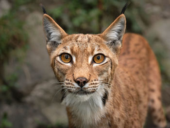 Close-up portrait of cat, lynx looking at camera, open eyes