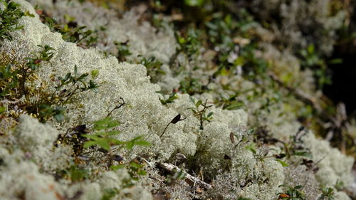 Close-up of moss growing on rock