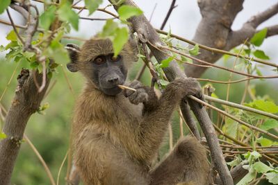 Close-up of monkey perching on tree