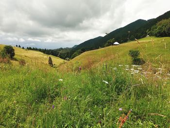 Scenic view of field against sky