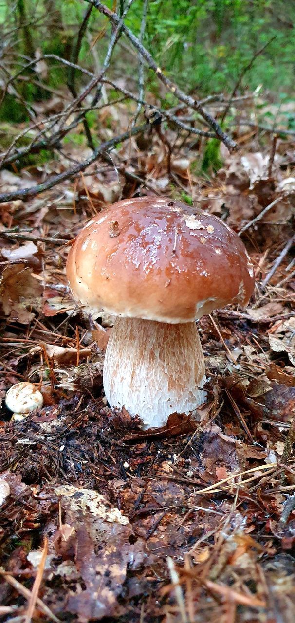 CLOSE-UP OF MUSHROOM GROWING ON FIELD IN FOREST