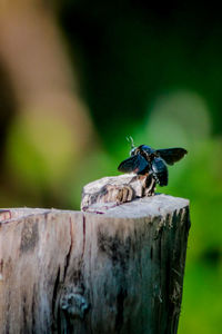 Close-up of insect perching on wooden post