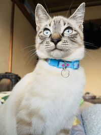 Close-up portrait of a cat