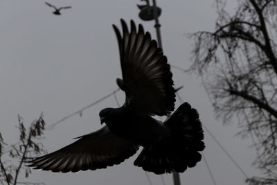 Low angle view of bird flying against sky