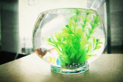 Close-up of water in jar on table