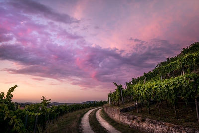 Empty road amidst vineyards against sky during sunset