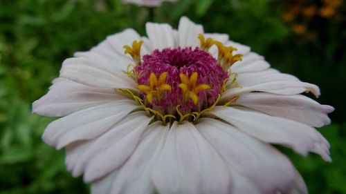 Close-up of pink flower