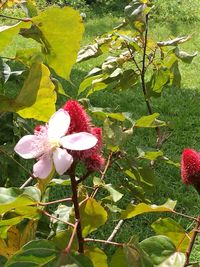 Close-up of red flowers blooming outdoors