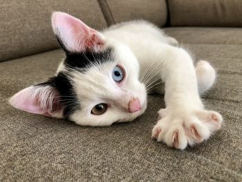 Close-up of cat lying on sofa