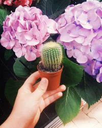Cropped image of person holding potted cactus plant by purple hydrangea flowers