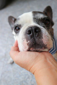 Close-up portrait of dog sticking out tongue