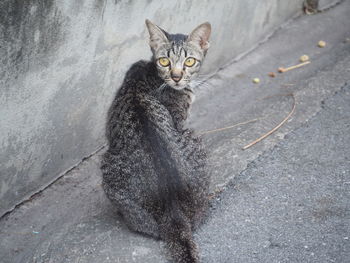 Portrait of cat sitting on street