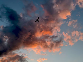 Low angle view of birds flying in sky