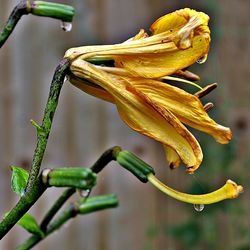 Close-up of wilted flower