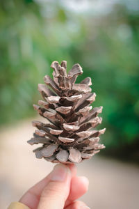 Close-up of hand holding pine cone