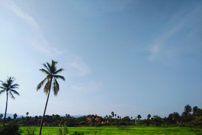 Palm trees on field against sky