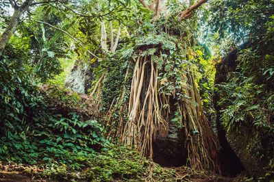 Plants growing in forest