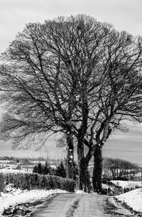 Bare tree in winter