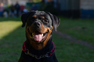 Close-up portrait of a dog