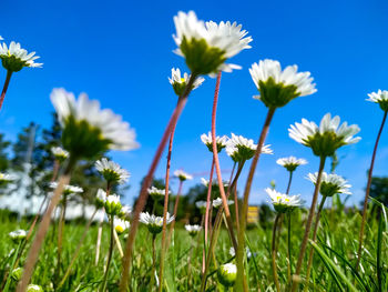 Close-up of flowering plant on field against sky