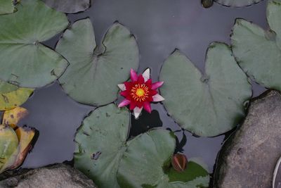 High angle view of water lily blooming outdoors