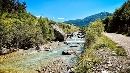 Scenic view of river amidst trees against sky