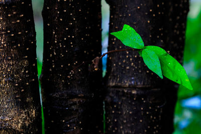 Close-up of plants against blurred background