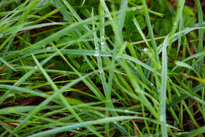 Full frame shot of grass growing on field