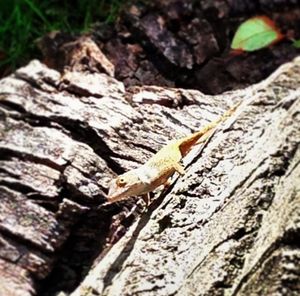 Close-up of lizard on tree trunk