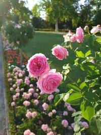 Close-up of pink roses