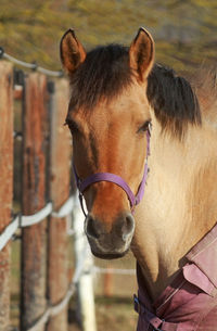 Close-up of a horse