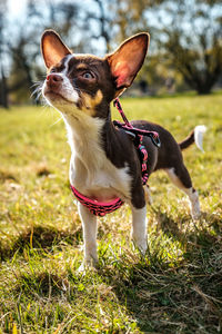 Portrait of a dog on field