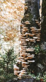 Close-up of tree trunk in forest during winter